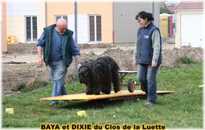 bouvier des flandres et attelage canin - Elevage du Clos de la Luette  -  Copyright depose